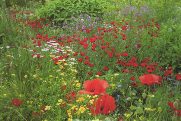 Martin Ellis: Beautiful Poppies, Eastbourne Holiday