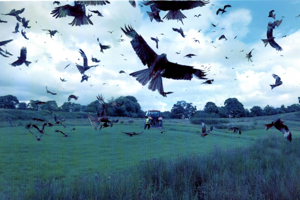 Martin Ellis : Flying High - Rhayader- Wales Holiday