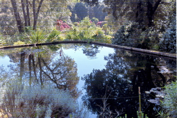 Veronica Cole : Reflecting - Abbotsbury Tropical Gardens